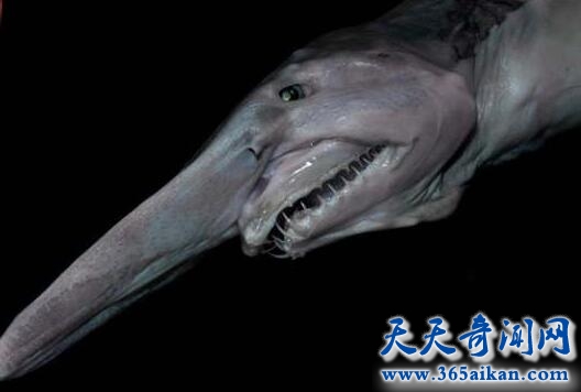 世界上最令人毛骨悚然的鲨鱼——精灵鲨