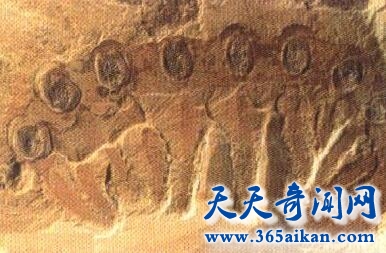 澄江动物化石群4.jpg