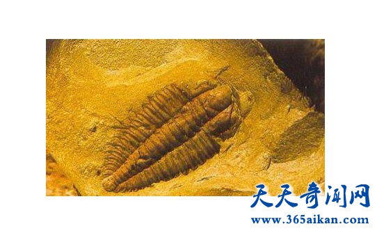 澄江动物化石群1.jpg