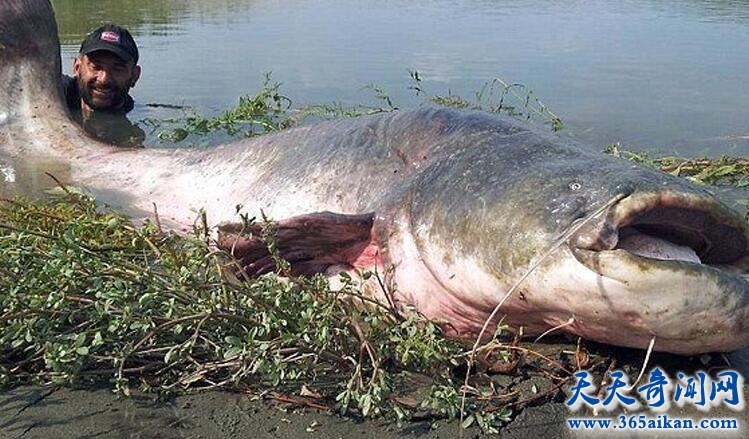 意大利渔民钓起240斤重巨型鲶鱼，巨型鲶鱼体型比人都大！