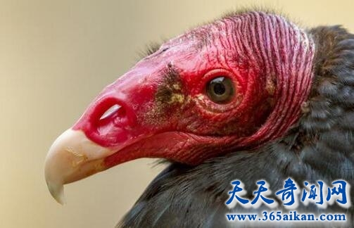 秃鹫1.jpg