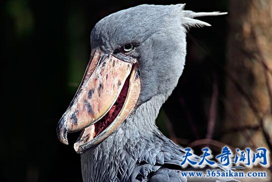 鲸头鹳1.jpg