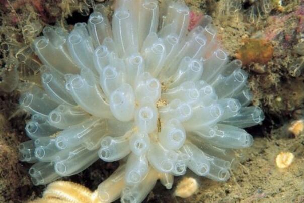 大海中十大最美丽的珊瑚，你见过的有几种？