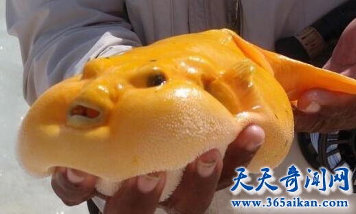 水滴鱼.jpg