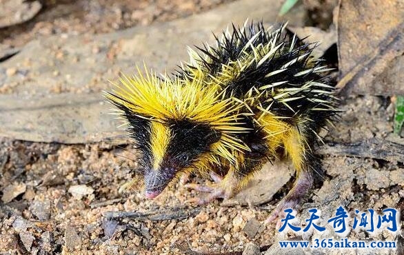 低地斑纹马岛猬.jpg