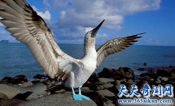 目前世界上唯一长了一双蓝色脚的动物：蓝脚鲣鸟