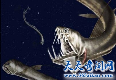 毒蛇鱼1.jpg