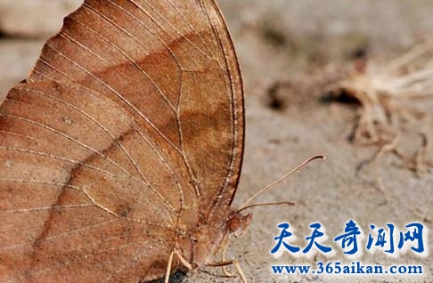 枯叶蝶1.jpg