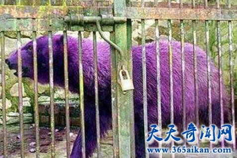 紫色的北极熊.jpg