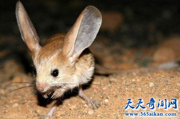 全球十大罕见动物大揭秘：长耳跳鼠竟长成这样！