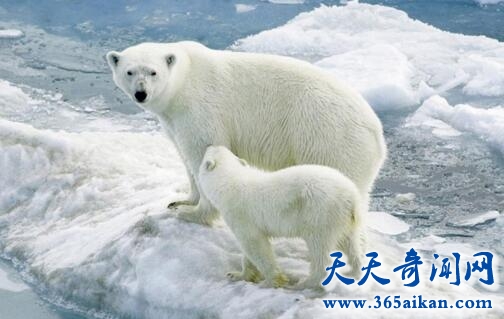 北极熊1.jpg