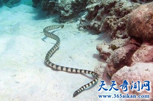 全球最毒的动物大盘点，钩吻海蛇一口毒死50人！
