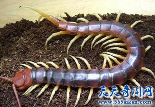 马来西亚巨人蜈蚣.jpg
