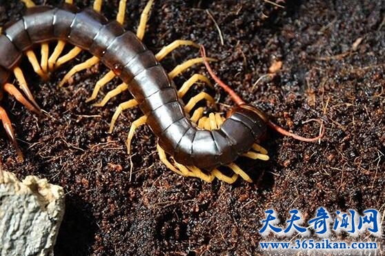 越南巨人蜈蚣.jpg