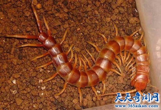 中国红巨龙蜈蚣.jpg