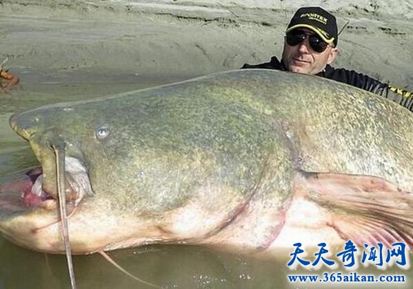 世界上最大的鲶鱼.jpg