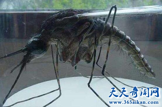 世界上最大的蚊子.jpg