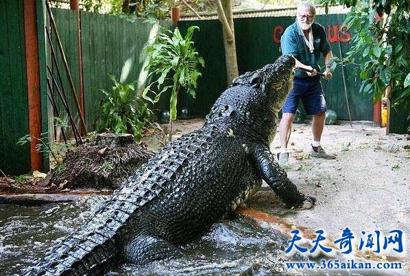 世界上最大的鳄鱼.jpg
