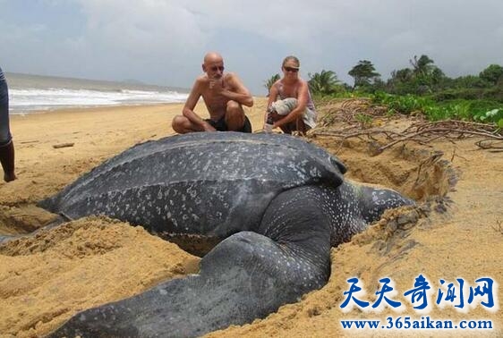 世界上最大的乌龟.jpg