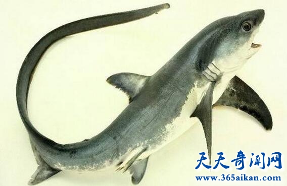 长尾鲨.jpg