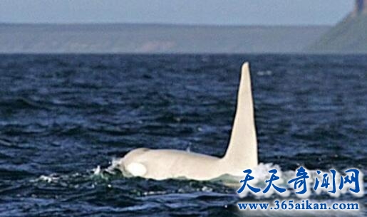 白化鲸鲨.jpg
