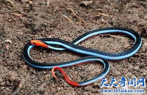 最美丽而又危险的蓝色动物，蓝长腺珊瑚蛇来袭！