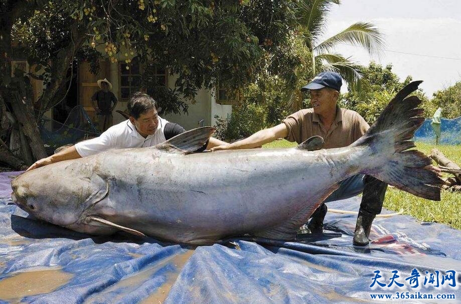 即将灭绝的十大巨型“怪兽鱼”，巨型哲罗鲑上榜！