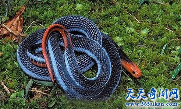 最美丽而又危险的蓝色动物，蓝长腺珊瑚蛇来袭！