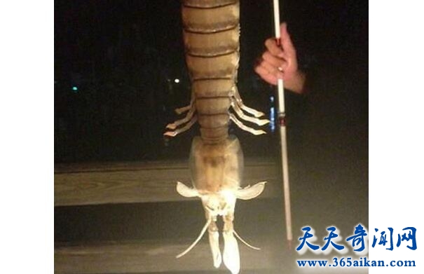 神秘螳螂虾.jpg