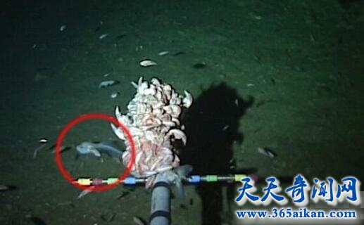 十大新奇动物被发现，深海怪鱼藏于8145米深处！