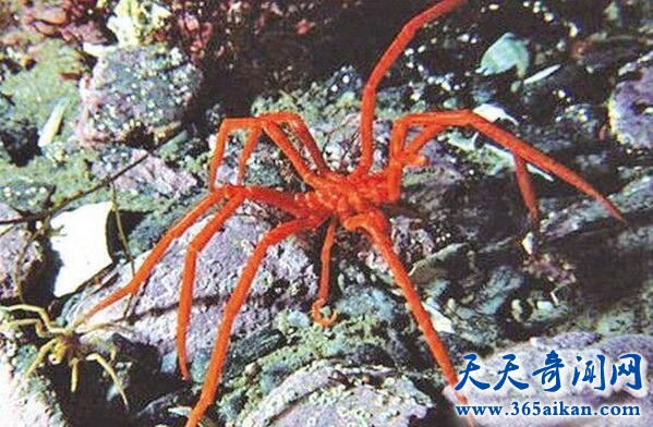 巨型海蜘蛛3.jpg