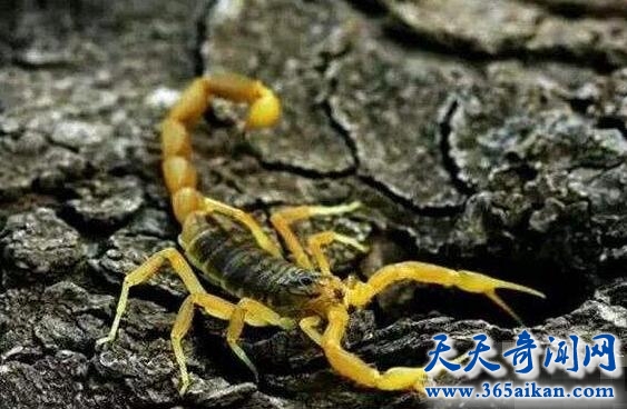 全球最毒的蝎子：巴勒斯坦毒蝎，轻轻一蜇让能让你心脏骤停！