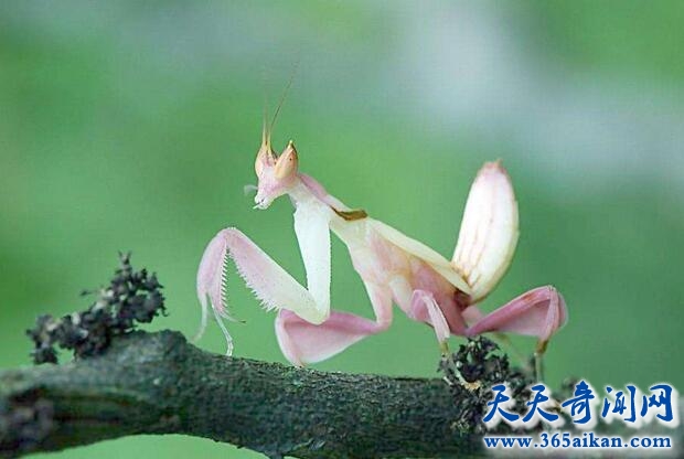 兰花螳螂.jpg