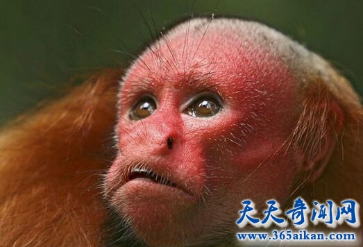 赤秃猴.jpg