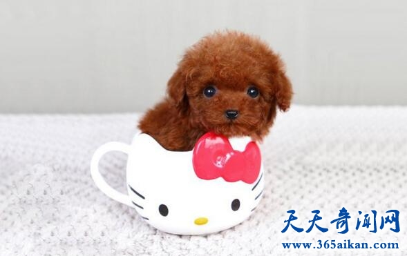 世界最小的茶杯犬介绍，茶杯犬的正确选择和饲养！