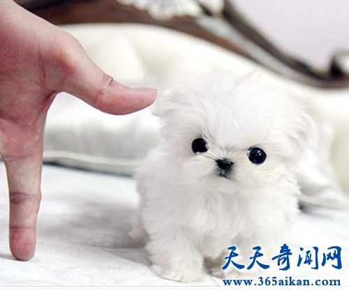 世界最小的茶杯犬介绍，茶杯犬的正确选择和饲养！