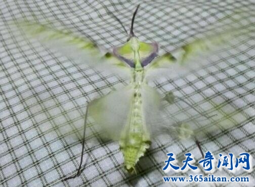 世界上最怪异的昆虫：魔花螳螂，外形艳丽受世人追捧！
