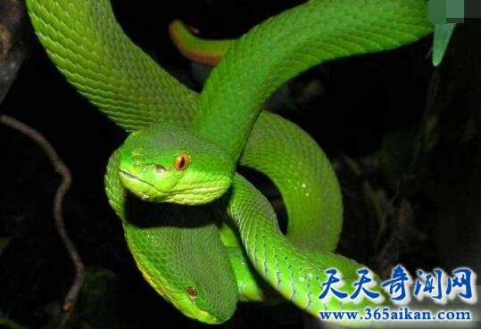 世界上最毒的蛇排名，竟有比眼镜蛇更毒的，揭秘世界上什么蛇最毒?