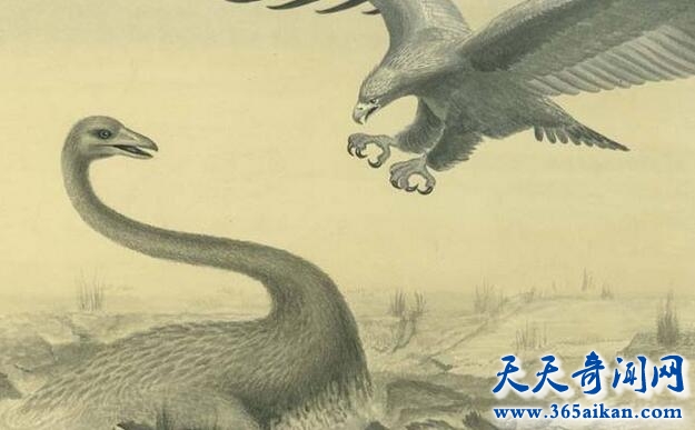 史上最大的老鹰——哈斯特鹰，揭秘：哈斯特鹰灭绝原因
