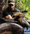 世界最大的蛇之一绿森蚺 男子直播被绿森蚺活吞（图）