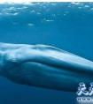 地球上十大最大的鲸鱼排行榜 蓝鲸体积最大（200公吨以上）