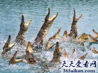 世界上最大的鳄鱼猪蹄公园：广州鳄鱼公园
