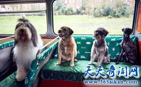 世界首辆狗狗观光巴士，在英国伦敦发车（配有解说员）