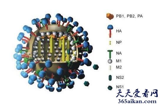 甲型H1N1