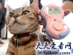 世界上最神奇的翻译机，猫语翻译机带你进入猫的世界