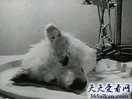 细数全球最疯狂的十大科学家是哪些？全球最疯狂的十大科学家图文介绍