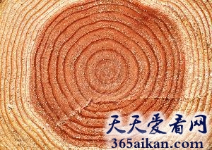 探秘科学家是怎么研究古代气候的？树木年轮忠实记录气候变化的“黑匣子”