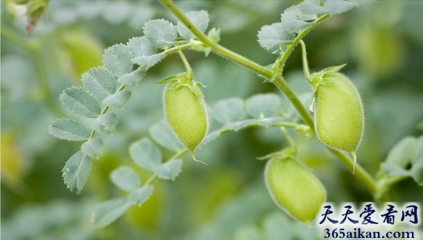 盘点在西方人眼里最健康的50种食物是哪些？让您能合理搭配您的膳食