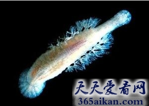 世界上最耐寒的生物是什么?世界上最耐寒的生物介绍