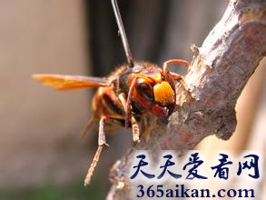 盘点世界上咬人最疼的十种昆虫是哪些？世界上咬人最疼的十种昆虫介绍